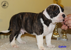 Additional photos: Continental Bulldog, puppies