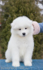 Photo №1. samoyed dog - for sale in the city of Izhevsk | 800$ | Announcement № 8239