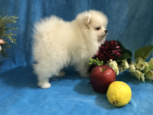 Photo №4. I will sell pomeranian in the city of Москва. breeder - price - 648$