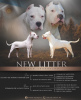 Photo №1. dogo argentino - for sale in the city of Москва | negotiated | Announcement № 18409