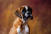 Photo №1. boxer - for sale in the city of Minsk | 423$ | Announcement № 35526