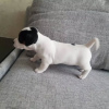 Photo №3. Purebred Jack Russell puppies. Germany