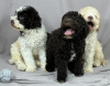 Photo №2 to announcement № 53639 for the sale of lagotto romagnolo - buy in Serbia breeder