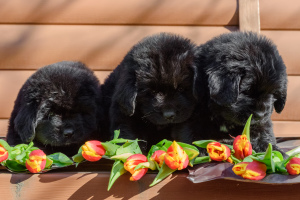 Photo №3. Newfoundland puppies for sale.. Russian Federation