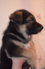 Photo №3. German shepherd puppies. Ukraine