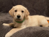 Photo №2 to announcement № 37094 for the sale of golden retriever - buy in Russian Federation 