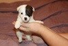 Photo №1. jack russell terrier - for sale in the city of St. Petersburg | negotiated | Announcement № 4451