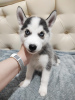 Photo №4. I will sell siberian husky in the city of Tyumen. private announcement - price - 138$