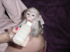 Additional photos: Lovely and well trained Marmoset/Capuchin monkey.