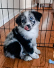 Photo №2 to announcement № 36978 for the sale of australian shepherd - buy in Switzerland private announcement