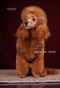 Photo №1. poodle (dwarf) - for sale in the city of Kiev | 1057$ | Announcement № 111803