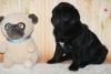 Photo №2 to announcement № 12054 for the sale of pug - buy in Russian Federation from nursery, breeder