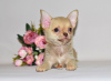Photo №1. chihuahua - for sale in the city of Москва | 552$ | Announcement № 32609