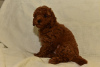 Photo №4. I will sell poodle (dwarf) in the city of Zrenjanin. breeder - price - negotiated