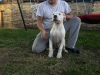 Photo №3. 5 month old dogo argentino female for sale. Serbia