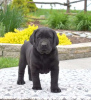 Photo №3. Labrador Retriever puppies. United Kingdom