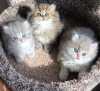 Photo №1. persian cat - for sale in the city of Monterey | 264$ | Announcement № 98199