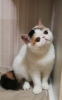 Photo №1. exotic shorthair - for sale in the city of Minsk | 1585$ | Announcement № 121775