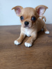Photo №1. chihuahua - for sale in the city of Minsk | 480$ | Announcement № 30176