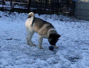 Photo №4. I will sell american akita in the city of Dnipro. private announcement - price - 600$
