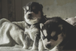 Additional photos: Husky puppies are free for sale, Kennel Mingret