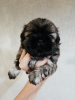 Photo №1. lhasa apso, shih tzu - for sale in the city of Pärnu | 634$ | Announcement № 113607