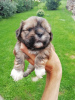 Photo №2 to announcement № 71253 for the sale of shih tzu - buy in Lithuania private announcement, from nursery, breeder