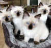 Photo №4. I will sell ragdoll in the city of Munich. private announcement, from nursery - price - 400$