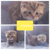 Photo №4. I will sell scottish fold in the city of Minsk. private announcement - price - negotiated