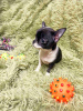 Additional photos: CHIHUAHUA puppy for sale