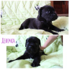 Photo №4. I will sell cane corso in the city of Armavir. breeder - price - negotiated
