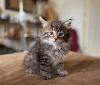 Photo №2 to announcement № 32039 for the sale of maine coon - buy in Germany 