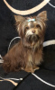 Photo №1. yorkshire terrier - for sale in the city of Labinsk | 651$ | Announcement № 39001