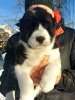 Photo №2 to announcement № 31447 for the sale of central asian shepherd dog - buy in Belarus breeder