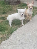 Photo №1. chihuahua - for sale in the city of Novi Bečej | 264$ | Announcement № 103655