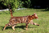 Photo №2 to announcement № 95202 for the sale of bengal cat - buy in Germany private announcement, breeder