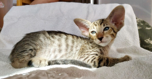 Photo №2 to announcement № 2440 for the sale of oriental shorthair - buy in Russian Federation from nursery