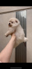 Photo №2 to announcement № 46137 for the sale of pomeranian - buy in Italy breeder