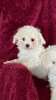 Photo №1. bichon frise, chihuahua - for sale in the city of Арёгала | 317$ | Announcement № 12227