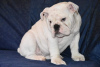 Additional photos: English Bulldog puppies