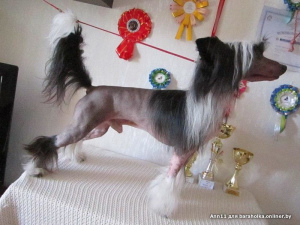 Photo №4. Mating chinese crested dog in Belarus. Announcement № 4974