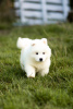 Photo №1. samoyed dog - for sale in the city of Kalisz | 1004$ | Announcement № 64557
