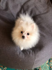Photo №1. pomeranian - for sale in the city of Kharkov | Is free | Announcement № 9245