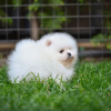 Photo №4. I will sell pomeranian in the city of Гамбург. private announcement - price - 280$