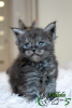 Photo №1. maine coon - for sale in the city of St. Petersburg | 530$ | Announcement № 9567