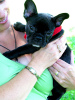 Additional photos: French bulldog puppies.