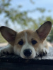Photo №2 to announcement № 64582 for the sale of welsh corgi - buy in Russian Federation private announcement