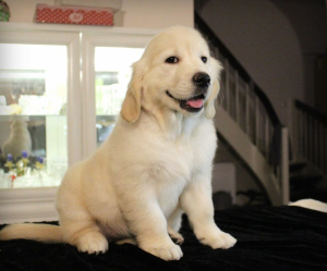 Additional photos: Puppies GOLDEN RETRIEVER