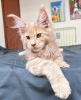 Photo №4. I will sell maine coon in the city of Berlin. breeder - price - 423$
