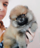 Photo №1. pomeranian - for sale in the city of Burgas | 633$ | Announcement № 61945